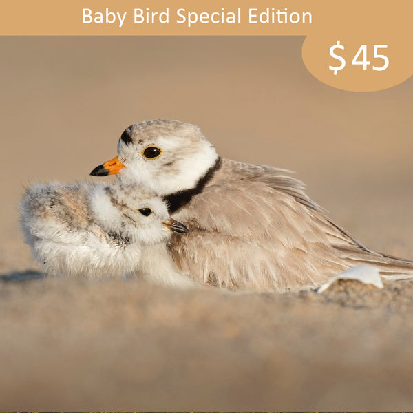 Baby Bird Sponsorship