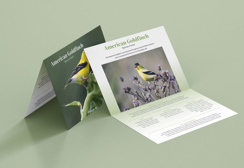 Songbird Sponsorship - American Goldfinch