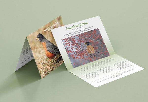 Songbird Sponsorship - American Robin