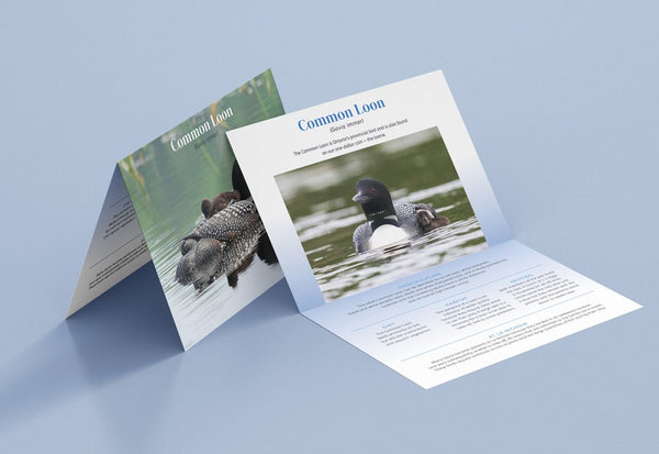 Parrainage Oiseau aquatique - Plongeon huard