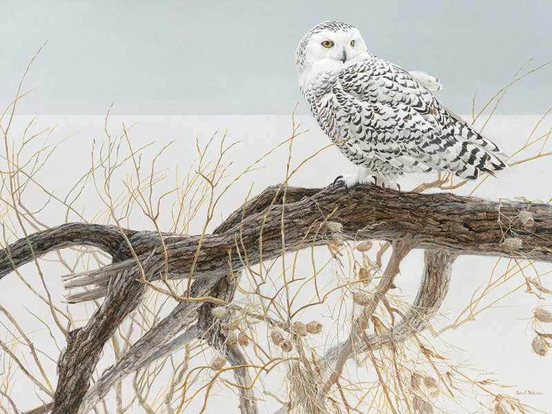 Puzzle - Fallen Willow Snowy Owl - 500 pieces