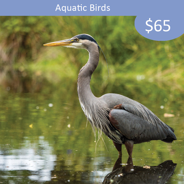 Aquatic Bird Sponsorship - Great Blue Heron