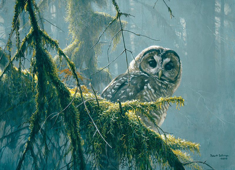 Casse-tête - Mossy Branches-Spotted Owl - 500 morceaux