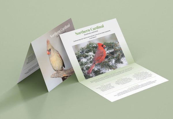 Parrainage Oiseau chanteur - Cardinal rouge