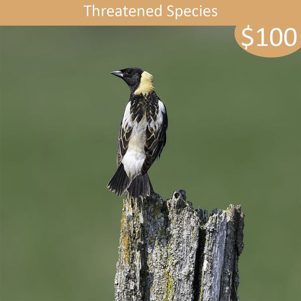 Threatened Species Sponsorship - Bobolink