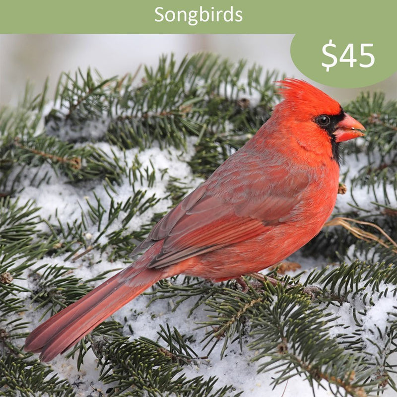 Songbird Sponsorship - Northern Cardinal