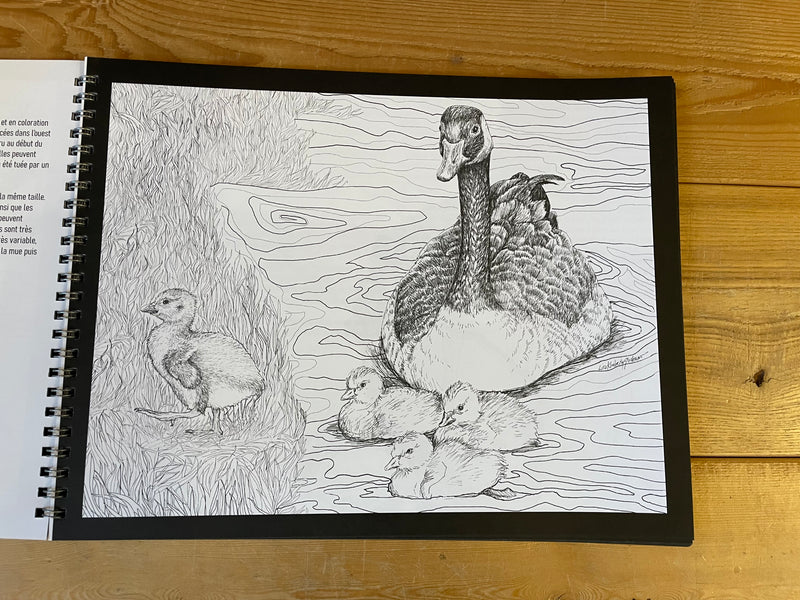 Colouring Book: Wonderful Waterbirds to Colour