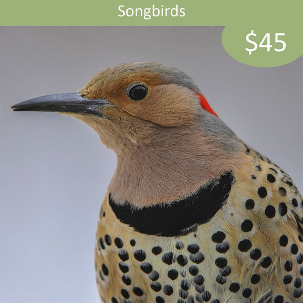 Songbird Sponsorship - Northern Flicker