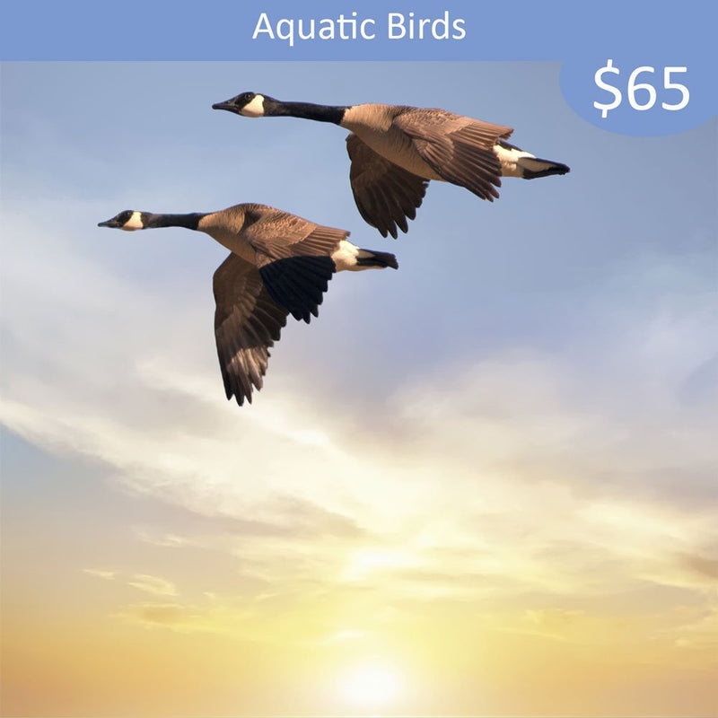 Aquatic Bird Sponsorship - Canada Goose