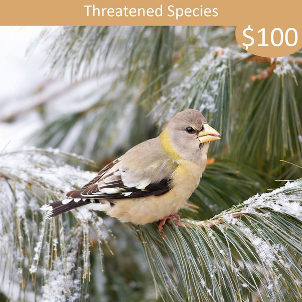 Threatened Species Sponsorship - Evening Grosbeak