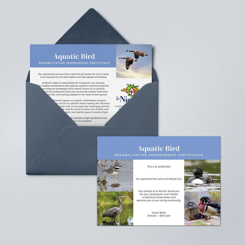 Parrainage Oiseau aquatique - Bernache du Canada