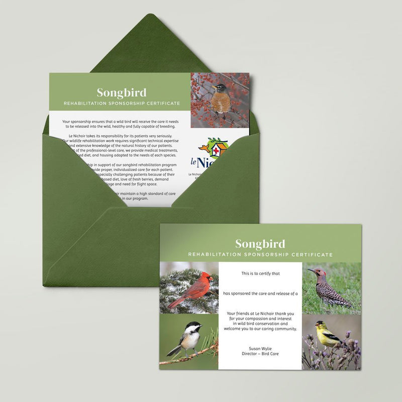 Songbird Sponsorship - American Robin