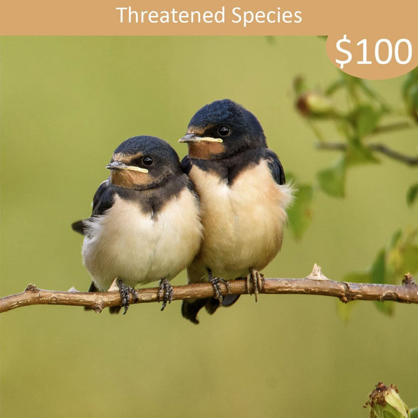 Threatened Species Sponsorship - Barn Swallow